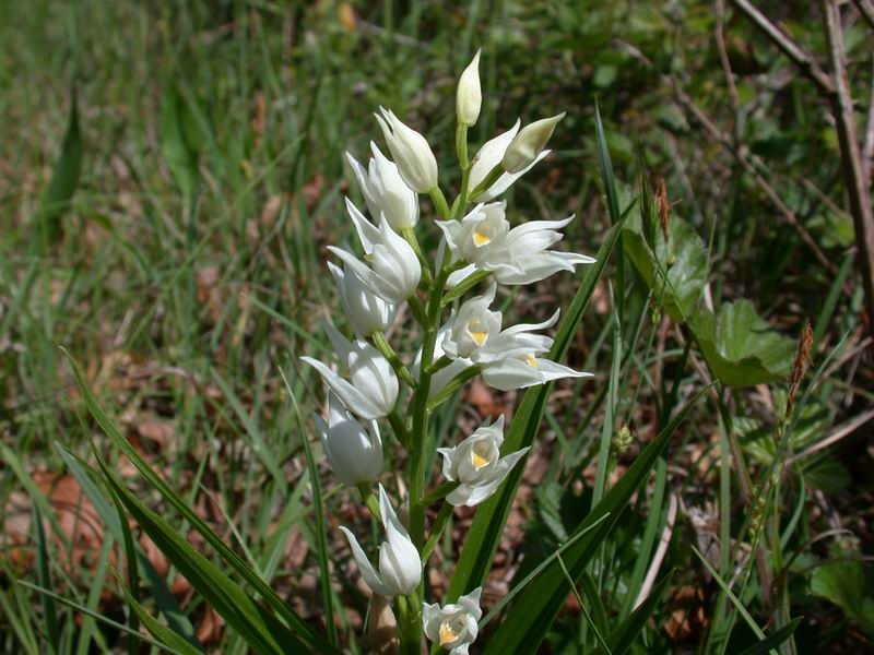 Cephalanthera longifolia